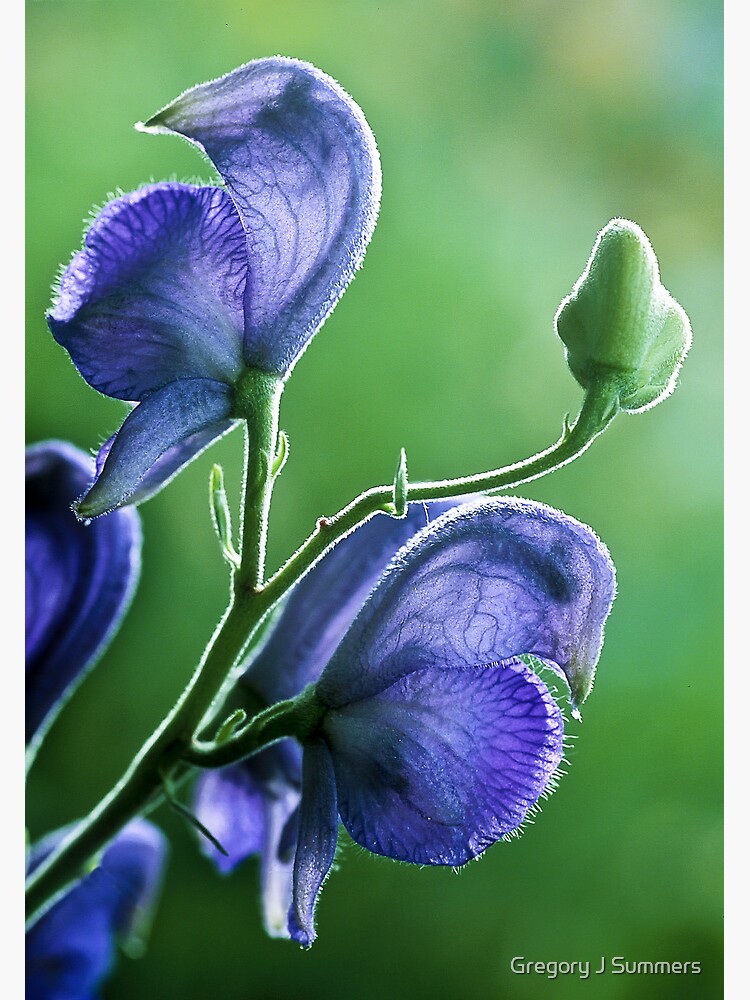 Whispers In Purple by nikongreg