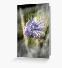chicory flowers 2 Greeting Card