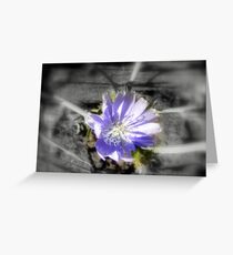 chicory flowers 3 Greeting Card