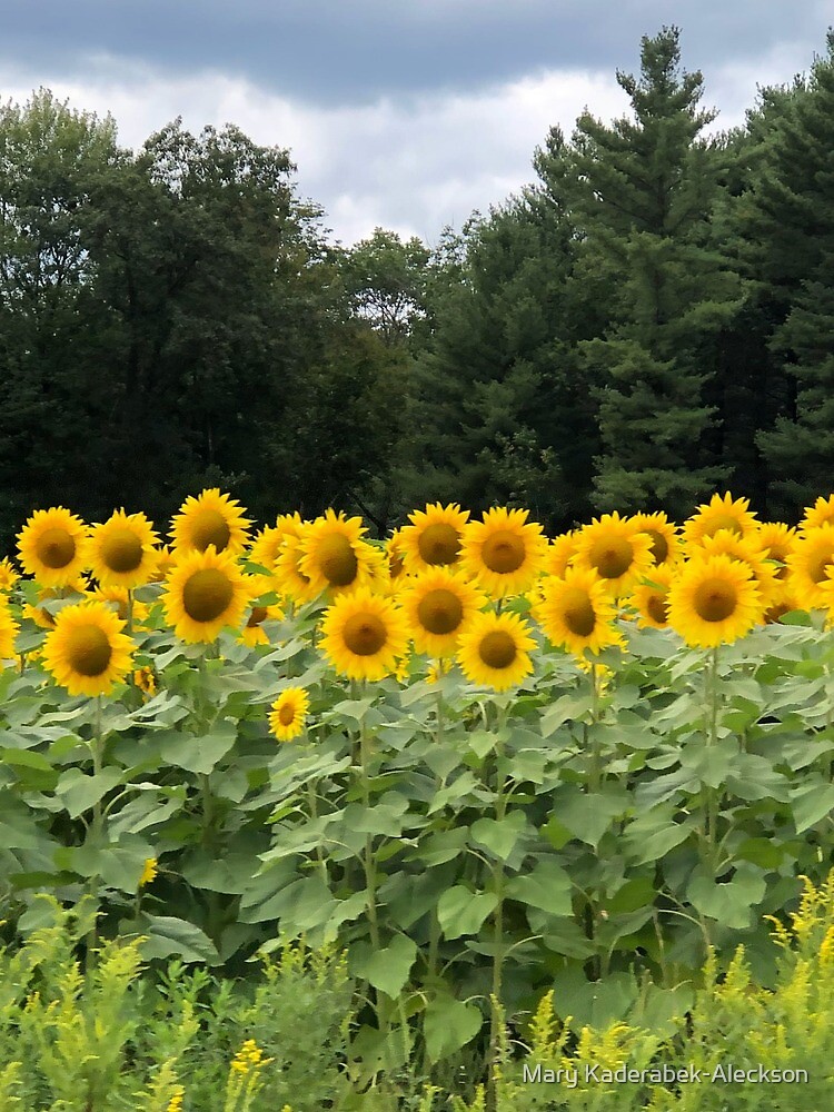 "Sunflowers Alive" by Mary KaderabekAleckson Redbubble
