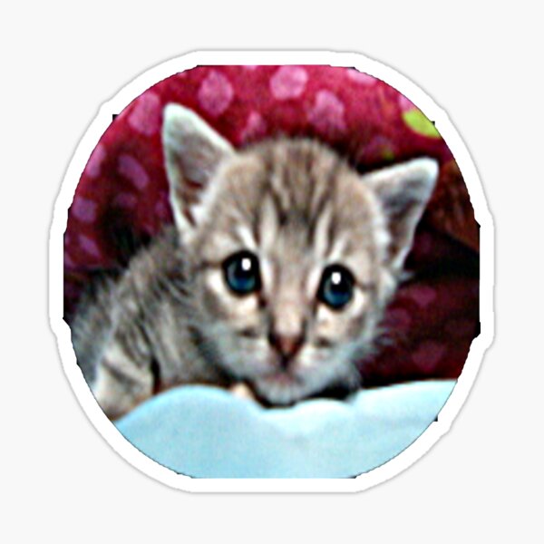 Peek-A-Boo Baby Puddah Sticker