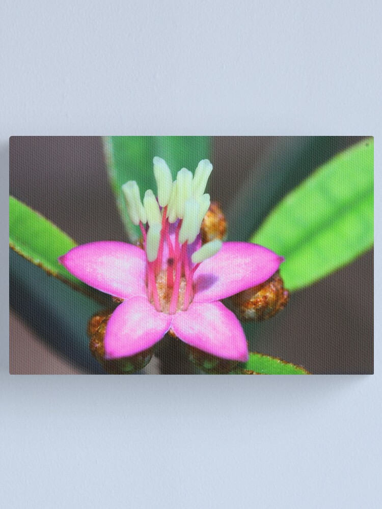 Alternate view of Phebalium woombye Canvas Print