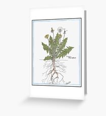 Taraxacum officinale Greeting Card