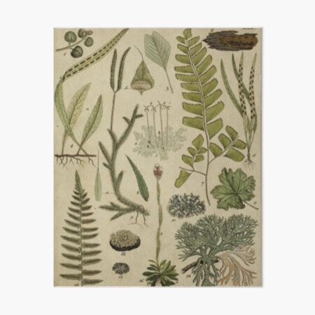 Item preview, Ferns And Lichen designed and sold by BlueSpecsStudio.