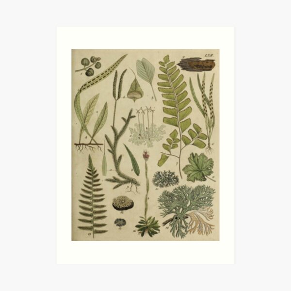 Ferns And Lichen Art Print