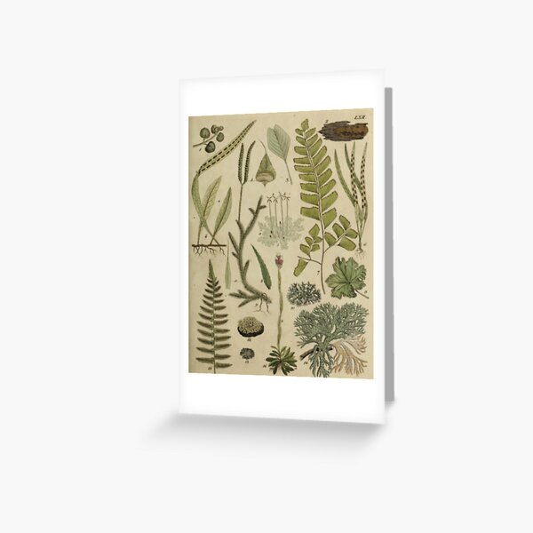 Ferns And Lichen Greeting Card