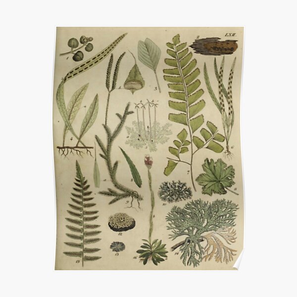 Ferns And Lichen Poster