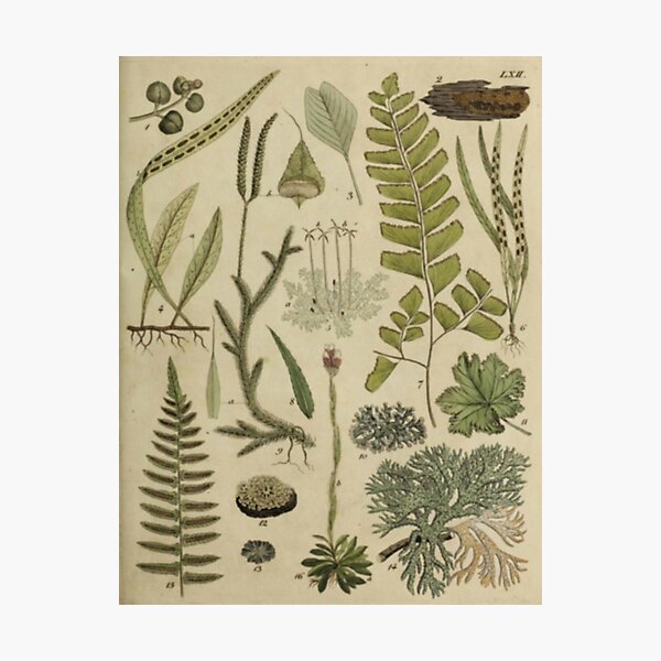 Ferns And Lichen Photographic Print