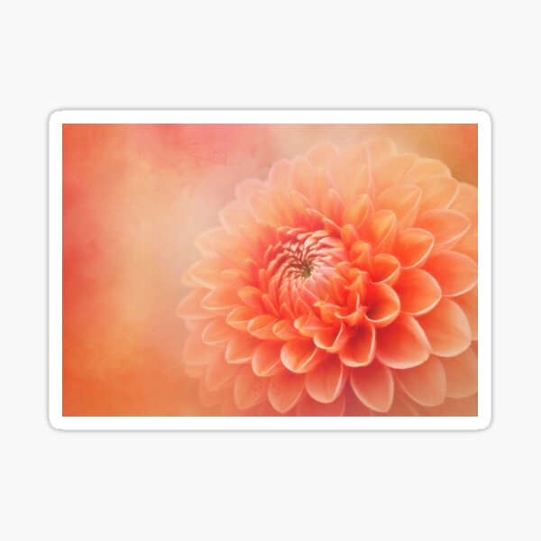 Sylvia - A Glorious Orange Dahlia Sticker