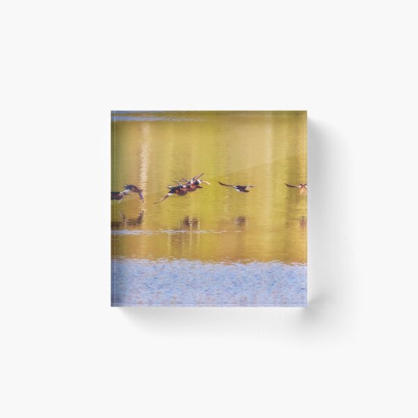 Item preview, Hooded Mergansers Take Off 3 - Harles couronnés - Parc National Mont Tremblant designed and sold by Yannik Hay.