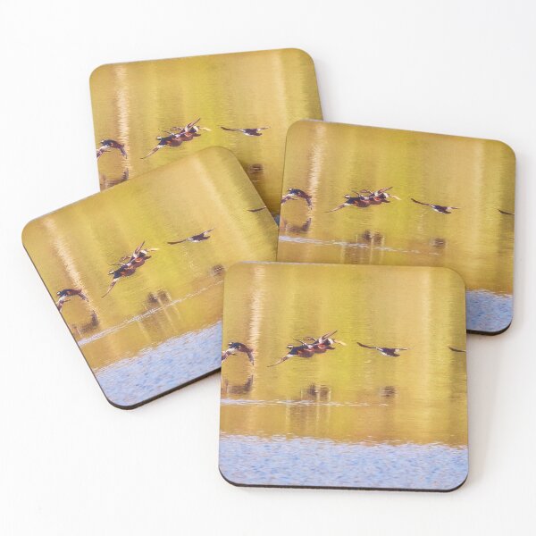 Item preview, Hooded Mergansers Take Off 3 - Harles couronnés - Parc National Mont Tremblant  designed and sold by Yannik Hay.