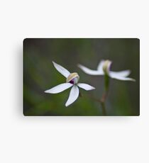 Hooded Caladenia Leinwanddruck