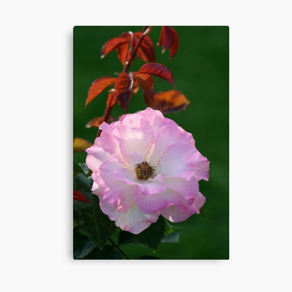 Seduction Canvas Print