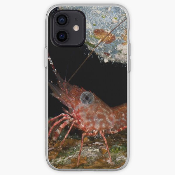 Tiny dancing shrimp in the rocks iPhone Soft Case
