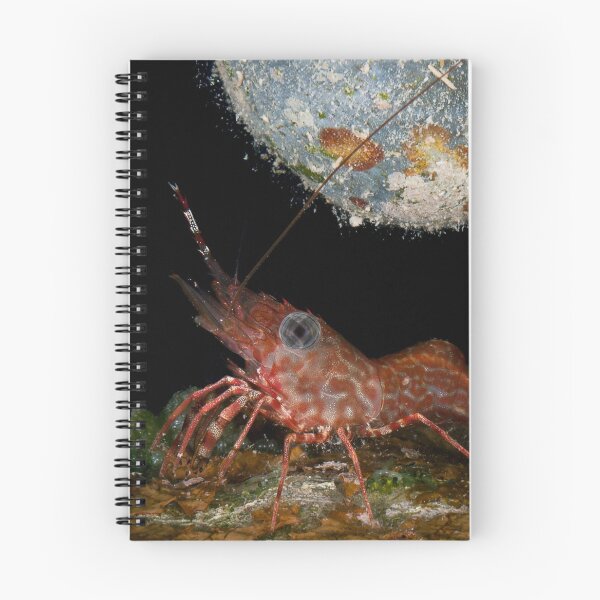 Item preview, Tiny dancing shrimp in the rocks designed and sold by Natalia Pryanishnikova.
