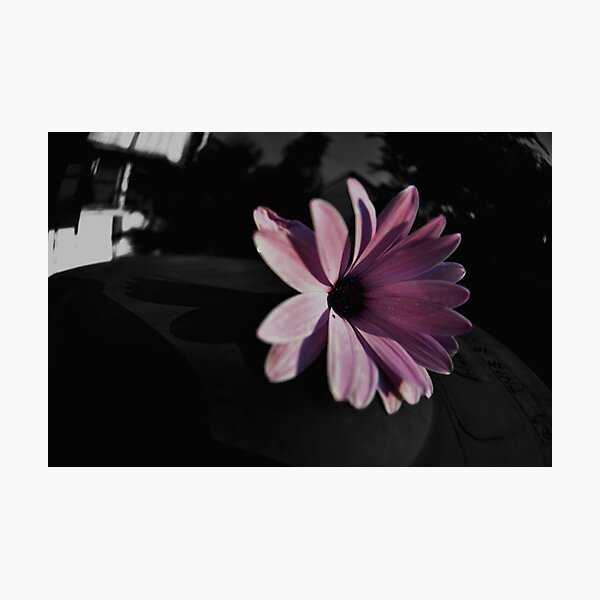 Photographic Print