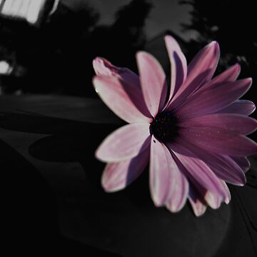Artwork thumbnail, Dark Beauty on a Bin (please view LARGE) by Jen Waltmon