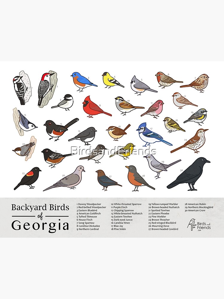 Thumbnail 3 of 3, Poster, Georgia - Backyard Birds of Georgia Field Guide Print - Bird Art Print - BirdsandFriends.co designed and sold by BirdsandFriends.