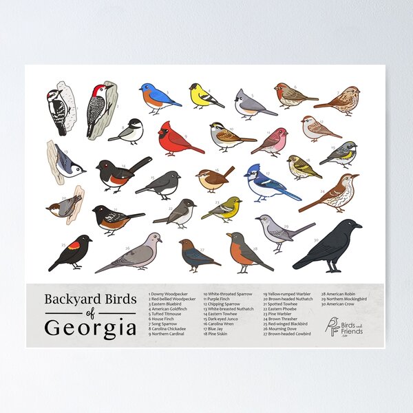 Item preview, Georgia - Backyard Birds of Georgia Field Guide Print - Bird Art Print - BirdsandFriends.co designed and sold by BirdsandFriends.