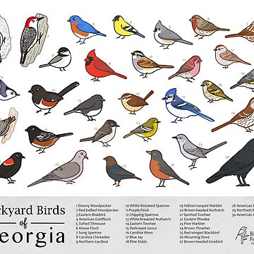 Artwork thumbnail, Georgia - Backyard Birds of Georgia Field Guide Print - Bird Art Print - BirdsandFriends.co by BirdsandFriends