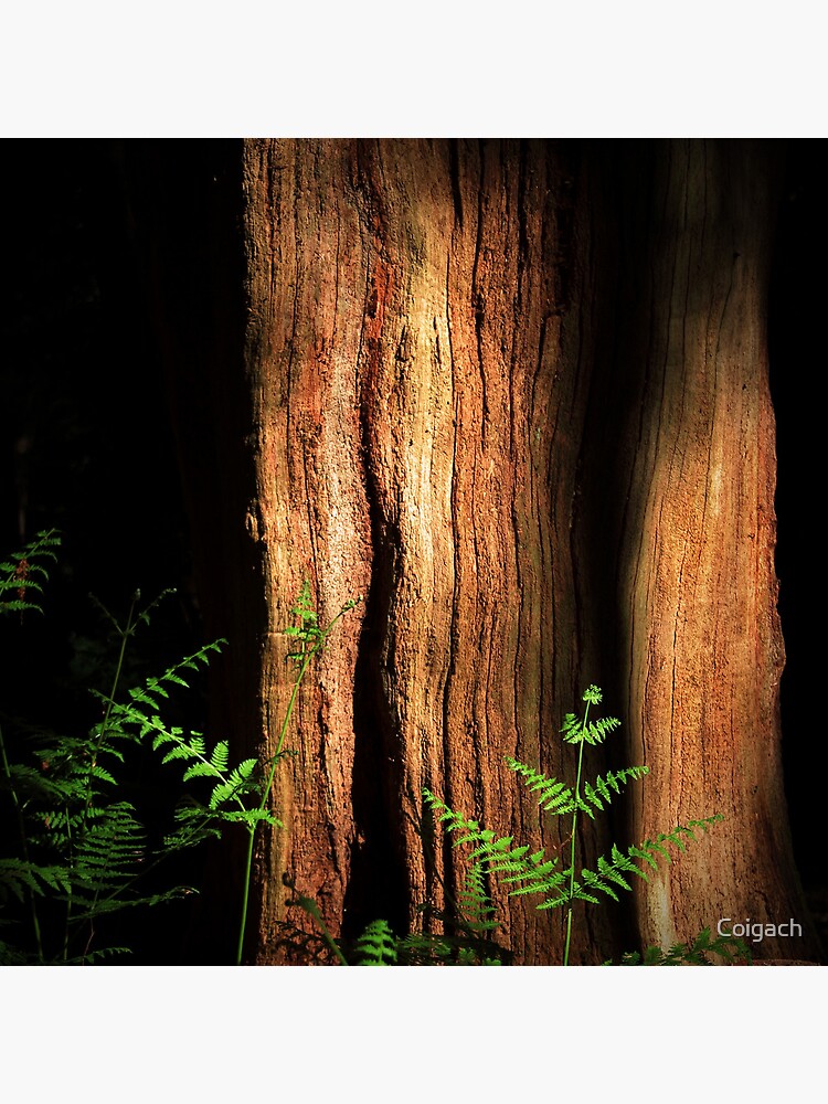 Thumbnail 3 of 3, Art Print, Epping Glade designed and sold by Coigach.