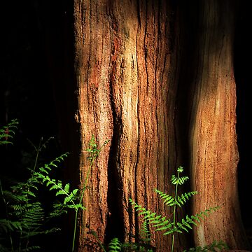 Artwork thumbnail, Epping Glade by Coigach