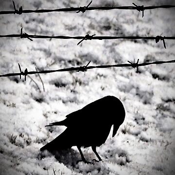 Artwork thumbnail, Blackbird: only waiting... by Coigach