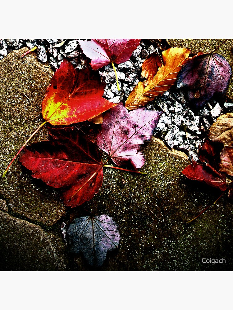 Thumbnail 3 of 3, Art Print, Threave Leaves designed and sold by Coigach.