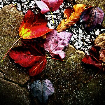 Artwork thumbnail, Threave Leaves by Coigach