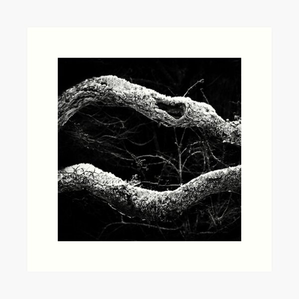 Winter branches: Gatehouse of Fleet, Scotland Art Print