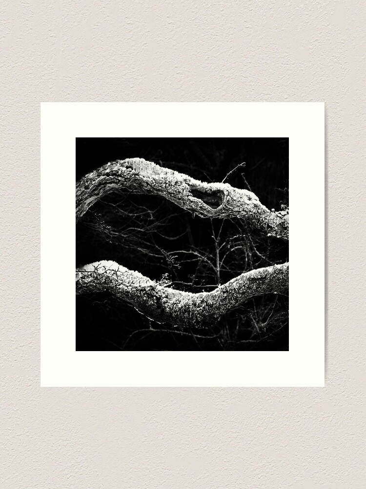 Thumbnail 1 of 3, Art Print, Winter branches: Gatehouse of Fleet, Scotland designed and sold by Coigach.