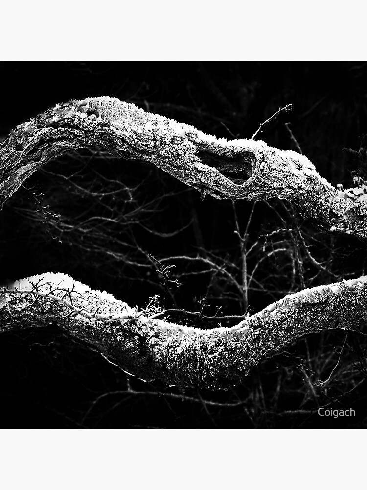 Thumbnail 3 of 3, Art Print, Winter branches: Gatehouse of Fleet, Scotland designed and sold by Coigach.