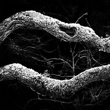 Artwork thumbnail, Winter branches: Gatehouse of Fleet, Scotland by Coigach