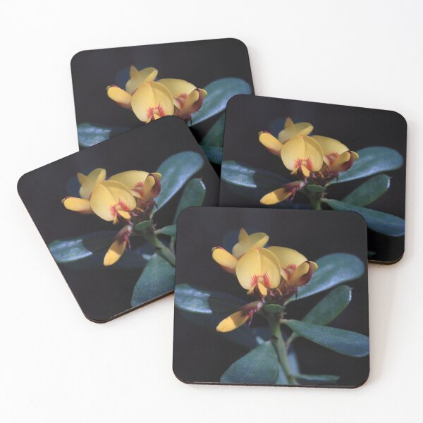 Item preview, Pultenaea daphnoides - Large-leaf Bush-pea designed and sold by ausnative.