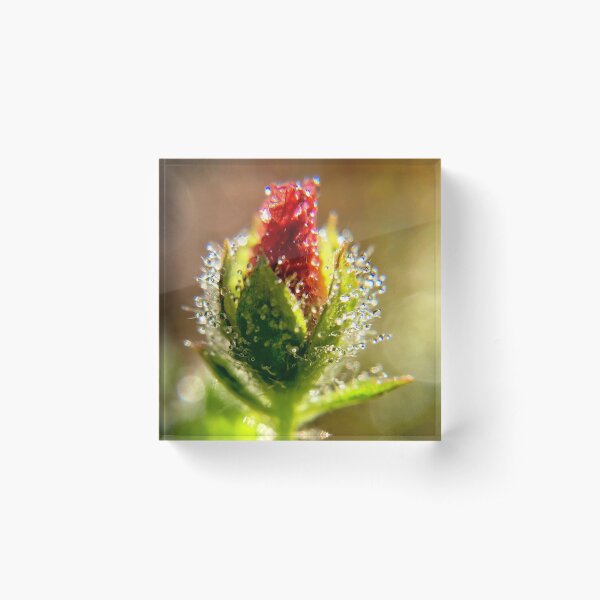 Item preview, Morning Dew on red flower bud designed and sold by JanineEK.