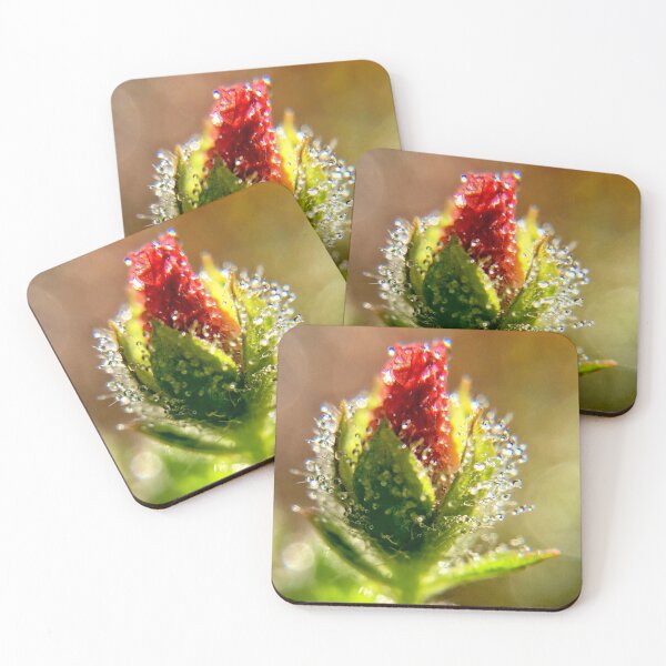 Item preview, Morning Dew on red flower bud designed and sold by JanineEK.