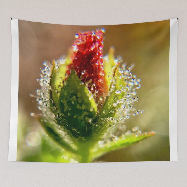 Item preview, Morning Dew on red flower bud designed and sold by JanineEK.