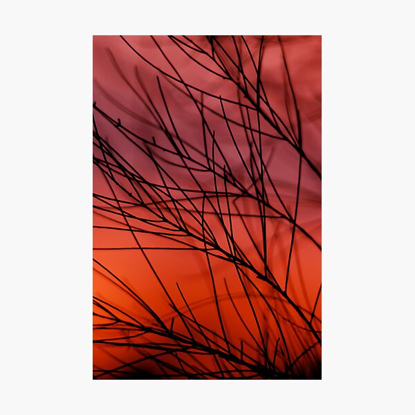 Item preview, casuarina sunset 1 designed and sold by Naia.