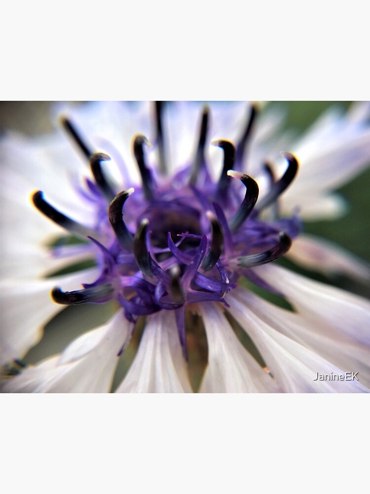Lámina rígida «Centro azul violeta de flor blanca» de JanineEK | Redbubble