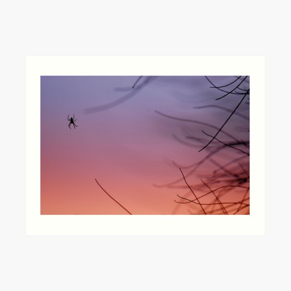 casuarina sunset 2 Art Print