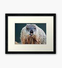 Woodchuck Framed Print