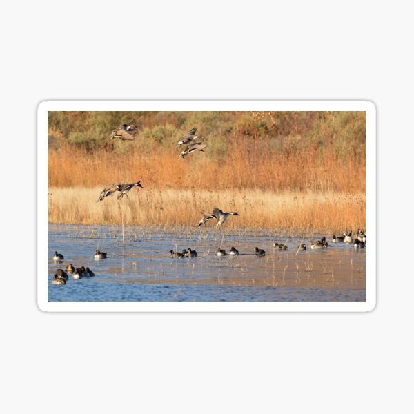 Pintails of the Bosque del Apache Sticker