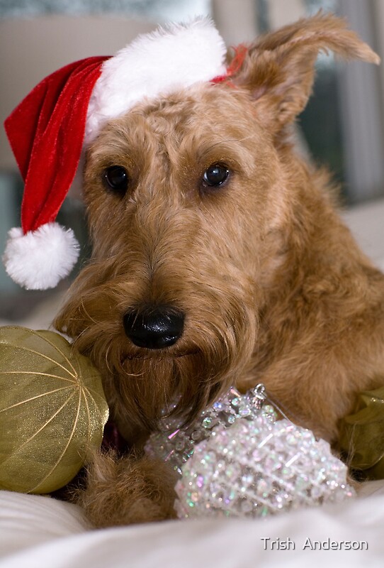 "Irish Terrier Christmas" by Trish Anderson Redbubble