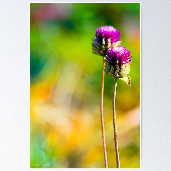 Item preview, The last remaining Gomphera designed and sold by alan shapiro.