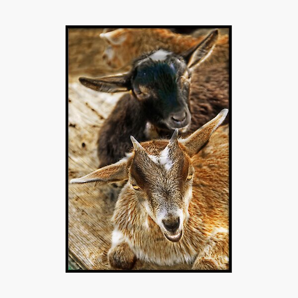 Goats in the barnyard Photographic Print