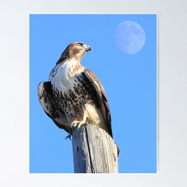 Item preview, Red-Tailed Hawk and Moon designed and sold by Wing Tong.