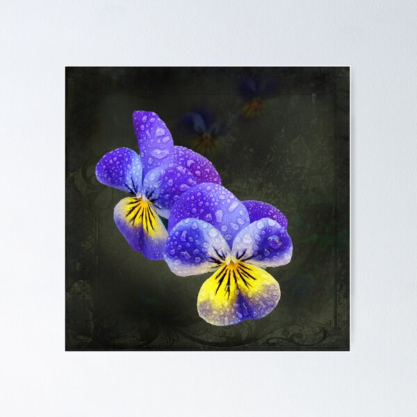 Aperçu de l'œuvre Viola in the spring créée et vendue par Nick Kenrick Photography.