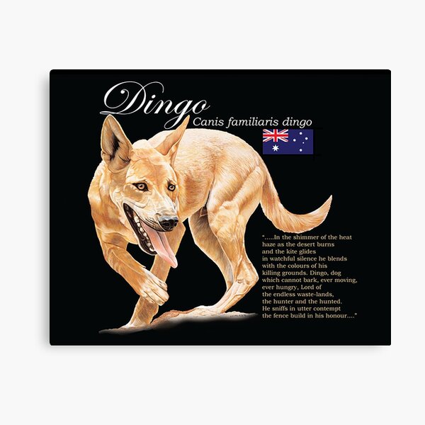 Dingo Wall Art Redbubble - doge texture watchful wolf roblox