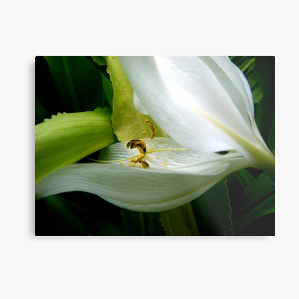 White Beauty Metal Print