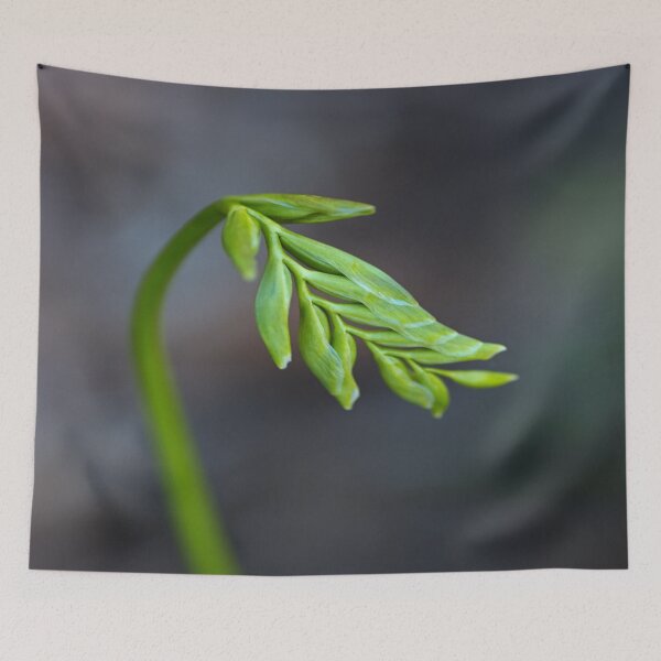 Item preview, Freesia Bud Waking Up designed and sold by Joy Watson - Natural Light Photography .